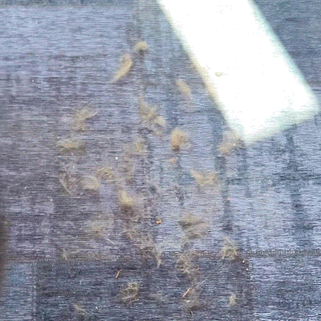 Fur-Free Home Swipe Tool